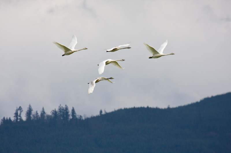 Tundra Swans In Flight